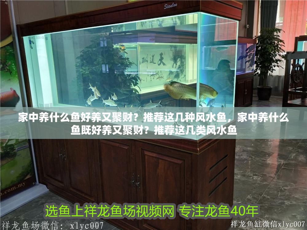 家中養什么魚好養又聚財？推薦這幾種風水魚，家中養什么魚既好養又聚財？推薦這幾類風水魚
