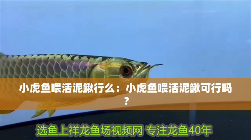 小虎魚喂活泥鰍行么：小虎魚喂活泥鰍可行嗎？
