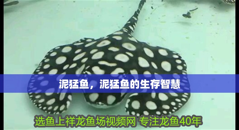 泥猛魚，泥猛魚的生存智慧