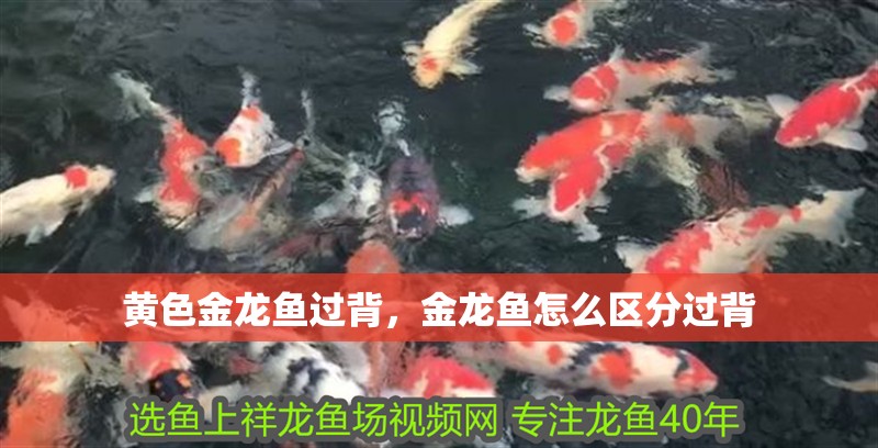 黃色金龍魚過背，金龍魚怎么區(qū)分過背