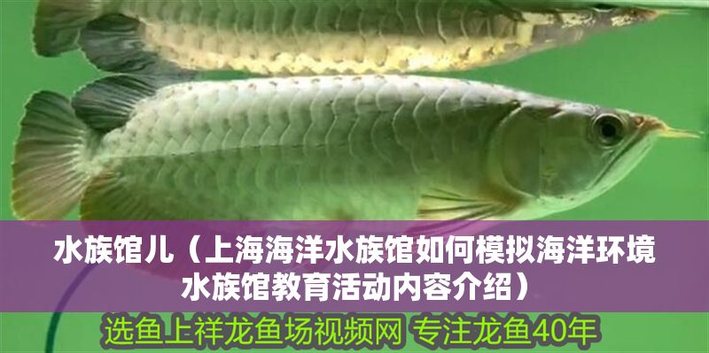 水族館兒（上海海洋水族館如何模擬海洋環境水族館教育活動內容介紹）
