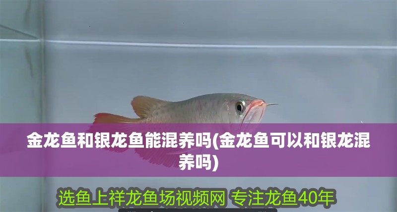 金龍魚和銀龍魚能混養(yǎng)嗎(金龍魚可以和銀龍混養(yǎng)嗎)