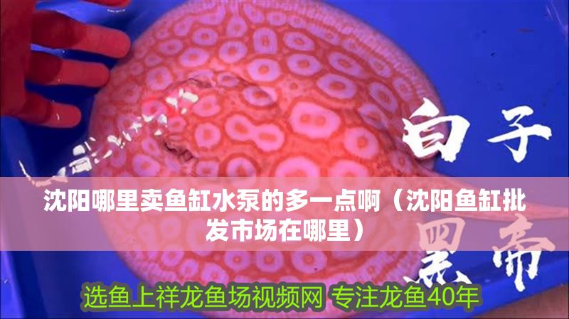 沈陽哪里賣魚缸水泵的多一點(diǎn)啊（沈陽魚缸批發(fā)市場在哪里）