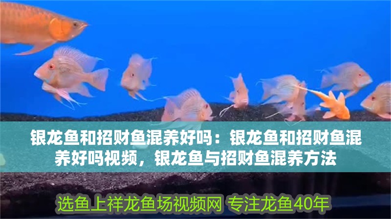 銀龍魚和招財魚混養好嗎：銀龍魚和招財魚混養好嗎視頻，銀龍魚與招財魚混養方法