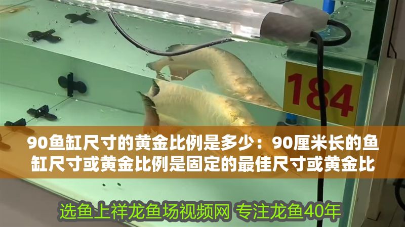 90魚缸尺寸的黃金比例是多少：90厘米長的魚缸尺寸或黃金比例是固定的最佳尺寸或黃金比例