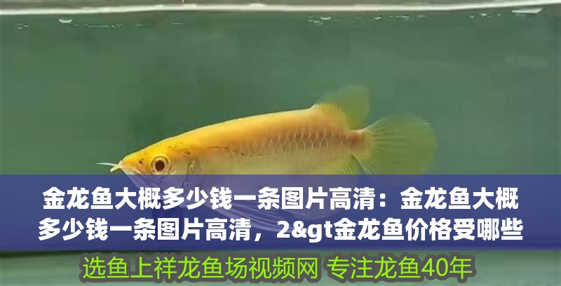 金龍魚大概多少錢一條圖片高清：金龍魚大概多少錢一條圖片高清，2&gt金龍魚價格受哪些因素影響金龍魚的價格