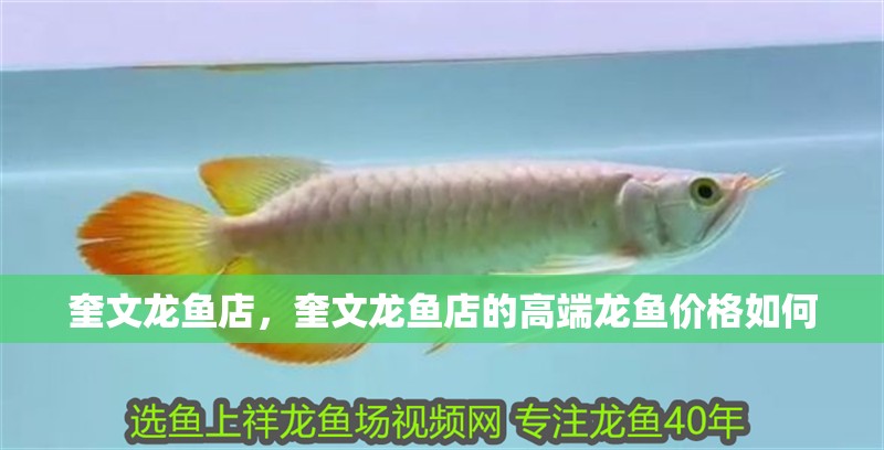 奎文龍魚店，奎文龍魚店的高端龍魚價(jià)格如何