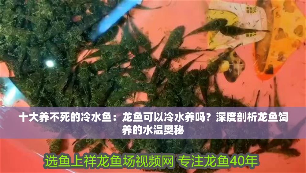 十大養不死的冷水魚：龍魚可以冷水養嗎？深度剖析龍魚飼養的水溫奧秘
