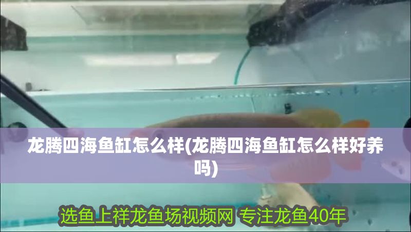 龍騰四海魚缸怎么樣(龍騰四海魚缸怎么樣好養(yǎng)嗎)