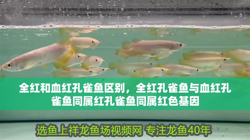 全紅和血紅孔雀魚區別，全紅孔雀魚與血紅孔雀魚同屬紅孔雀魚同屬紅色基因