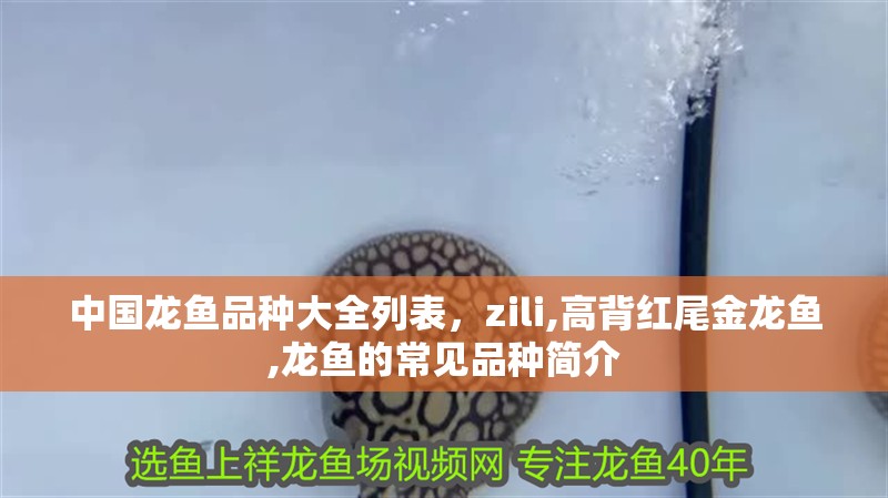 中國龍魚品種大全列表，zili,高背紅尾金龍魚,龍魚的常見品種簡介