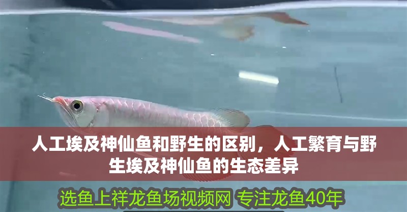 人工埃及神仙魚和野生的區別，人工繁育與野生埃及神仙魚的生態差異