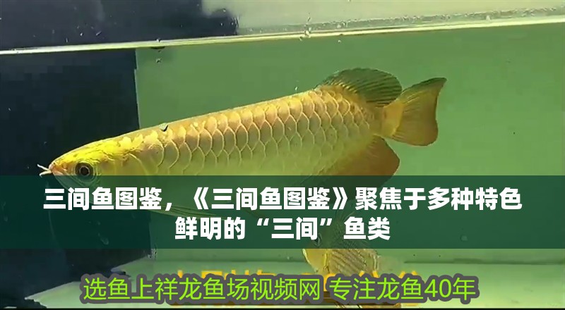 三間魚圖鑒，《三間魚圖鑒》聚焦于多種特色鮮明的“三間”魚類