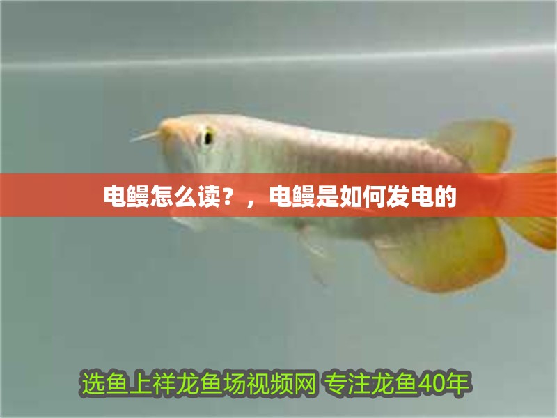 電鰻怎么讀？，電鰻是如何發電的