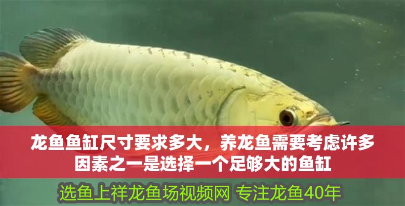 龍魚魚缸尺寸要求多大，養(yǎng)龍魚需要考慮許多因素之一是選擇一個(gè)足夠大的魚缸