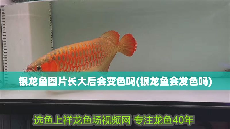 銀龍魚圖片長大后會變色嗎(銀龍魚會發色嗎)