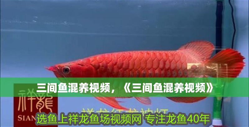 三間魚混養(yǎng)視頻，《三間魚混養(yǎng)視頻》