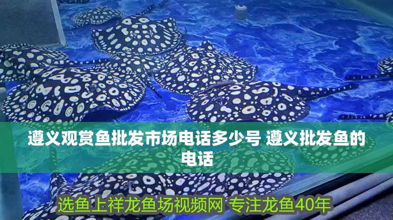 遵義觀賞魚批發市場電話多少號 遵義批發魚的電話