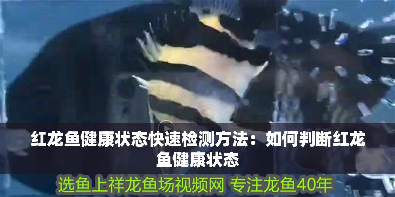紅龍魚健康狀態快速檢測方法：如何判斷紅龍魚健康狀態