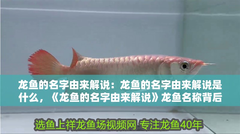 龍魚的名字由來(lái)解說(shuō)：龍魚的名字由來(lái)解說(shuō)是什么，《龍魚的名字由來(lái)解說(shuō)》龍魚名稱背后的豐富故事