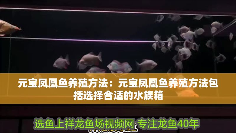 元寶鳳凰魚養殖方法：元寶鳳凰魚養殖方法包括選擇合適的水族箱