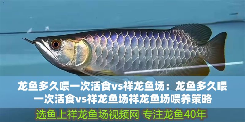 龍魚多久喂一次活食vs祥龍魚場：龍魚多久喂一次活食vs祥龍魚場祥龍魚場喂養策略
