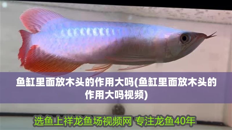 魚缸里面放木頭的作用大嗎(魚缸里面放木頭的作用大嗎視頻)