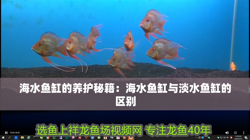 海水魚缸的養護秘籍：海水魚缸與淡水魚缸的區別