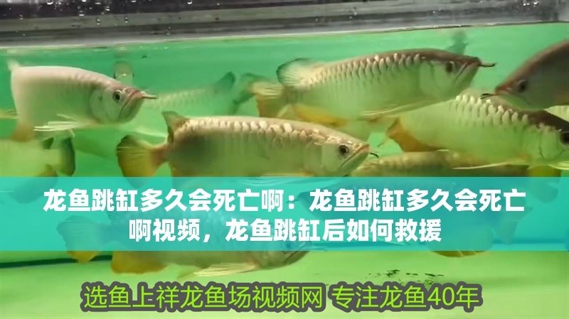 龍魚跳缸多久會死亡啊：龍魚跳缸多久會死亡啊視頻，龍魚跳缸后如何救援