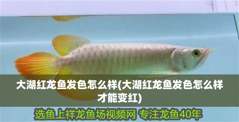 大湖紅龍魚(yú)發(fā)色怎么樣(大湖紅龍魚(yú)發(fā)色怎么樣才能變紅)