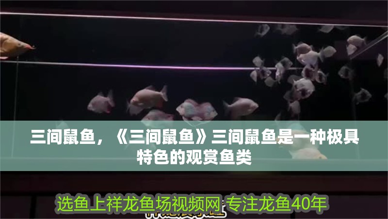三間鼠魚，《三間鼠魚》三間鼠魚是一種極具特色的觀賞魚類