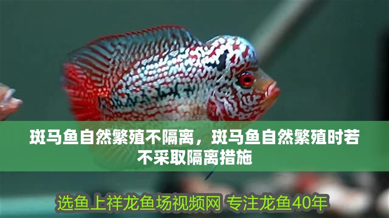 斑馬魚(yú)自然繁殖不隔離，斑馬魚(yú)自然繁殖時(shí)若不采取隔離措施