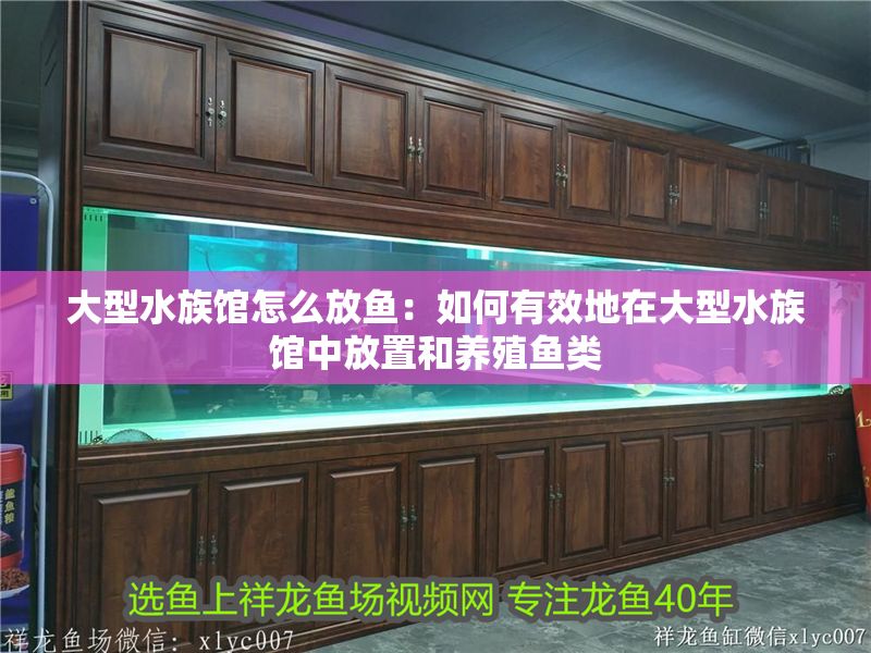 大型水族館怎么放魚：如何有效地在大型水族館中放置和養殖魚類
