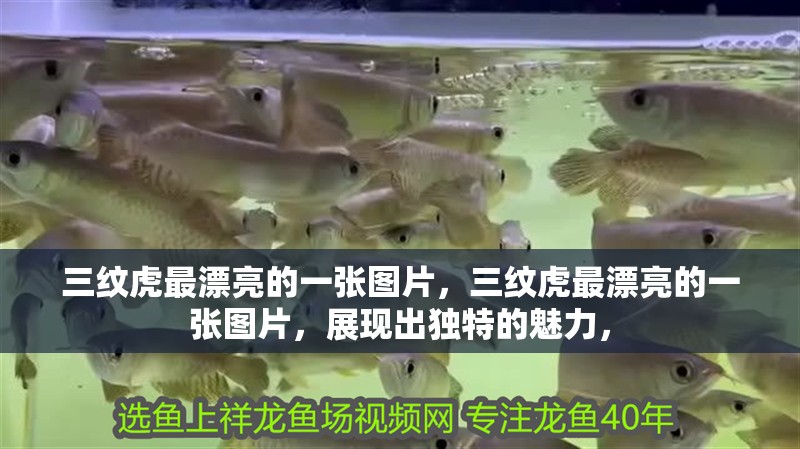 三紋虎最漂亮的一張圖片，三紋虎最漂亮的一張圖片，展現(xiàn)出獨(dú)特的魅力，