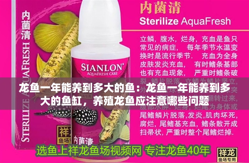 龍魚一年能養到多大的魚：龍魚一年能養到多大的魚缸，養殖龍魚應注意哪些問題