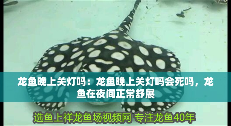龍魚晚上關(guān)燈嗎：龍魚晚上關(guān)燈嗎會死嗎，龍魚在夜間正常舒展