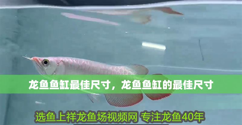 龍魚魚缸最佳尺寸，龍魚魚缸的最佳尺寸