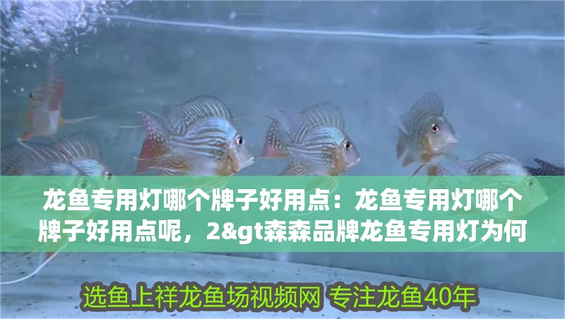 龍魚專用燈哪個牌子好用點：龍魚專用燈哪個牌子好用點呢，2&gt森森品牌龍魚專用燈為何被養魚圈高度認可