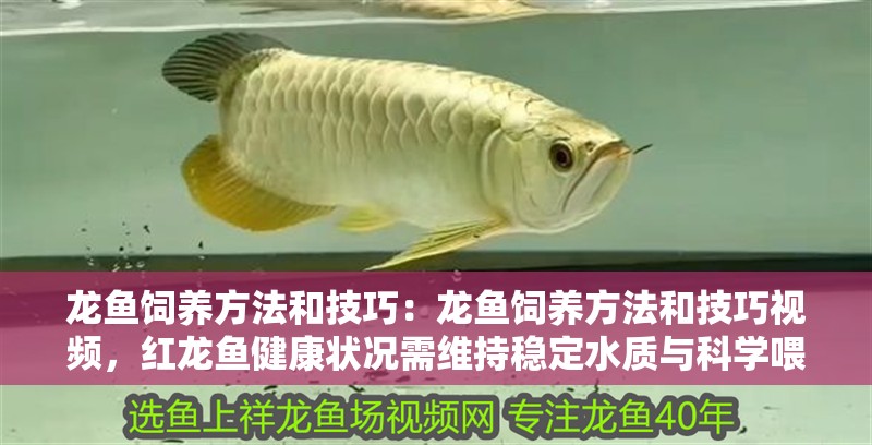 龍魚飼養方法和技巧：龍魚飼養方法和技巧視頻，紅龍魚健康狀況需維持穩定水質與科學喂養基礎防線