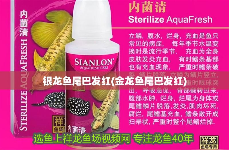 銀龍魚尾巴發紅(金龍魚尾巴發紅)