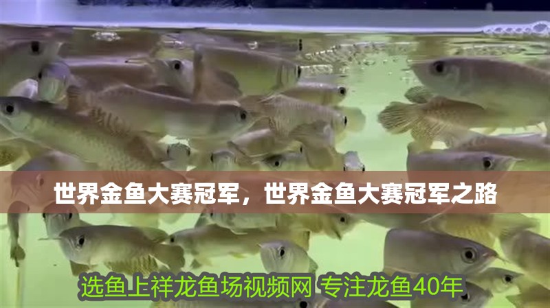 世界金魚大賽冠軍，世界金魚大賽冠軍之路
