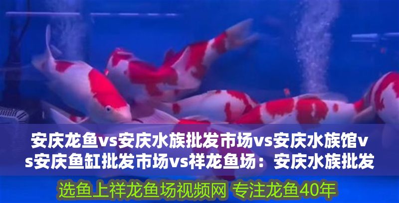 安慶龍魚vs安慶水族批發市場vs安慶水族館vs安慶魚缸批發市場vs祥龍魚場：安慶水族批發市場