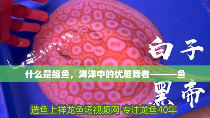 什么是鰩魚，海洋中的優(yōu)雅舞者———魚