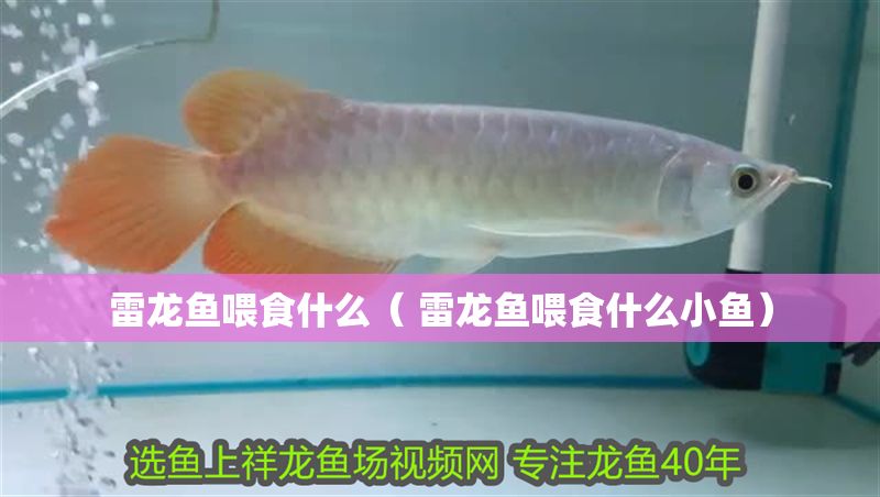 雷龍魚喂食什么（ 雷龍魚喂食什么小魚）