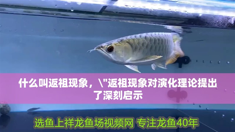 什么叫返祖現象，\