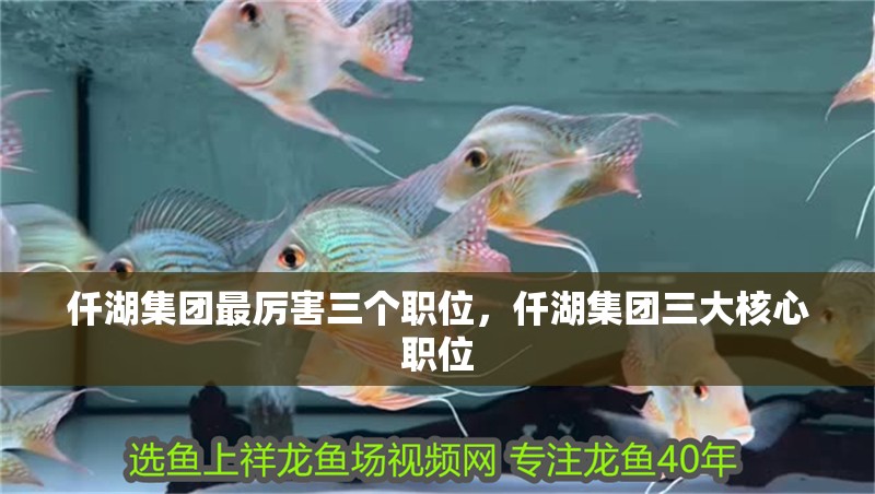 仟湖集團最厲害三個職位，仟湖集團三大核心職位