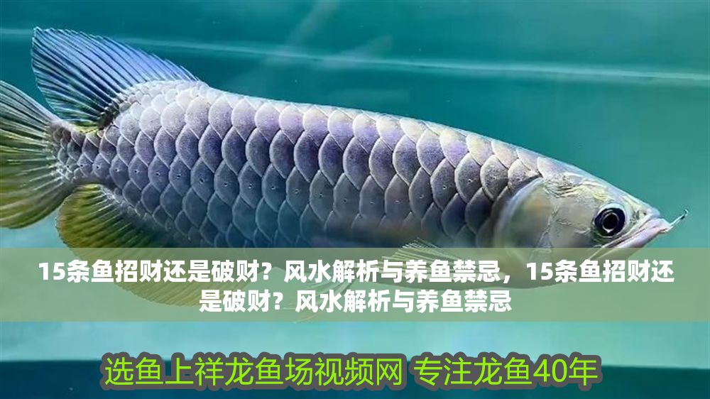 15條魚招財還是破財？風水解析與養魚禁忌，15條魚招財還是破財？風水解析與養魚禁忌