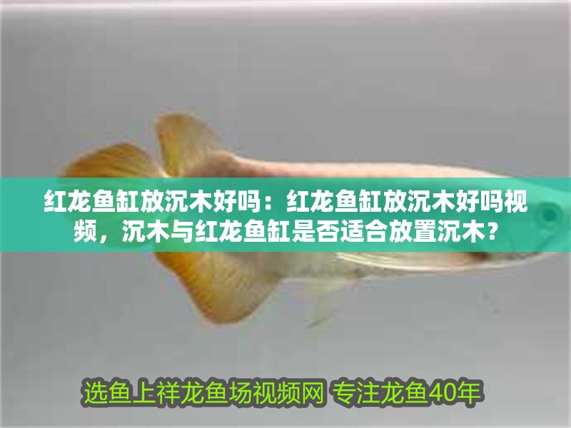 紅龍魚缸放沉木好嗎：紅龍魚缸放沉木好嗎視頻，沉木與紅龍魚缸是否適合放置沉木？