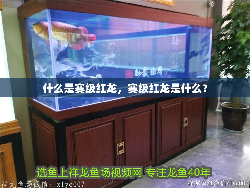什么是賽級紅龍，賽級紅龍是什么？