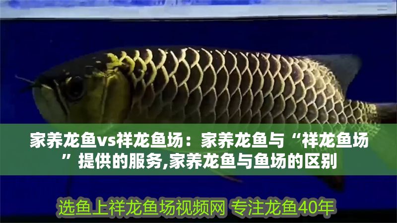 家養龍魚vs祥龍魚場：家養龍魚與“祥龍魚場”提供的服務,家養龍魚與魚場的區別